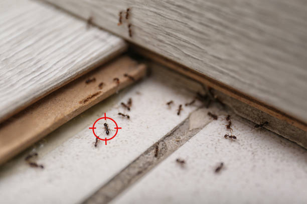 Best Insect Control  in Thomaston, GA
